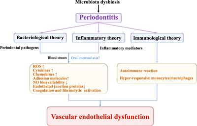 The impact of periodontitis on vascular endothelial dysfunction